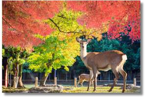 Nara Park